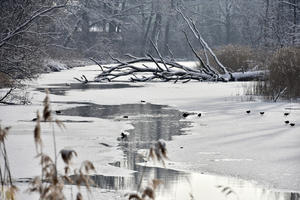 Bild vergrößern: Donau-Altwasser im Winter