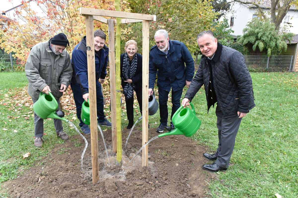 Baum des Jahres Mehlbeere