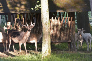 Bild vergrößern: Der Wildpark am Baggersee bleibt erhalten.