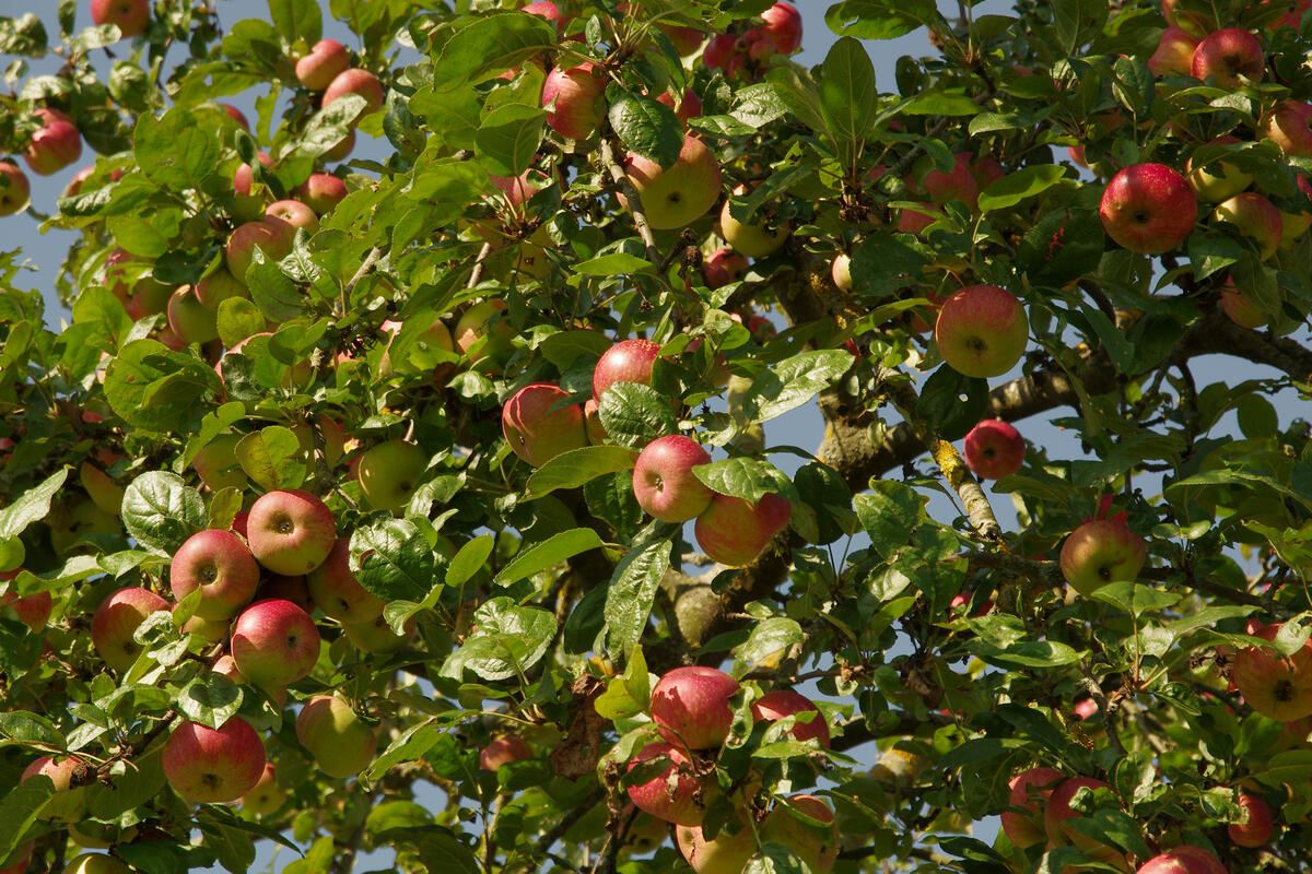 Streuobstwiesen