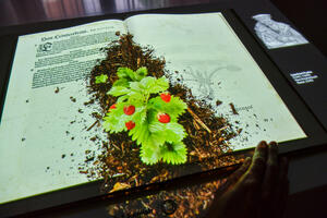 Bild vergrößern: Das "lebende Buch": Aus den Seiten über Leonhart Fuchs' wachsen Erdbeeren
