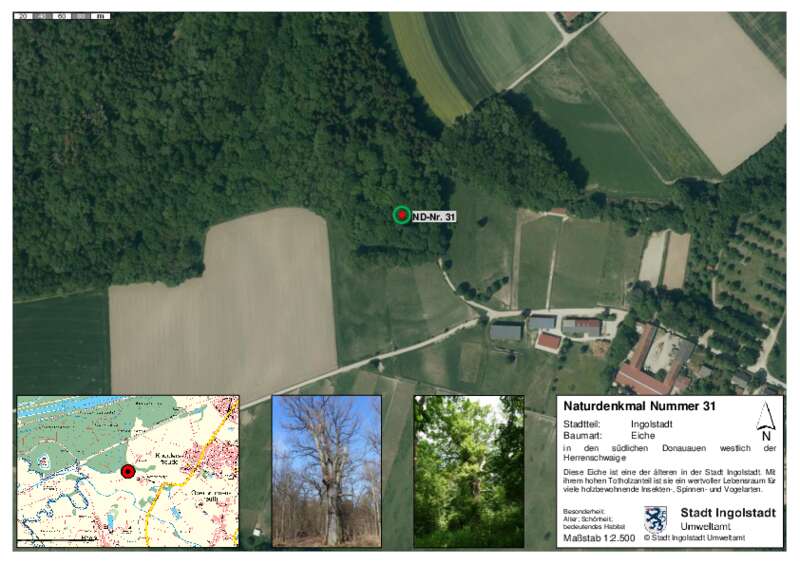 Dokument anzeigen: Naturdenkmal 31 Eiche in den südlichen Donauauen