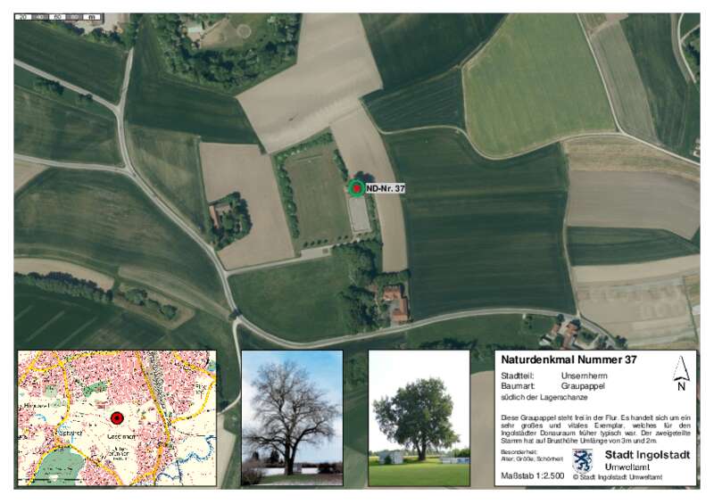 Dokument anzeigen: Naturdenkmal 37 Graupappel südlich der Lagerschanze